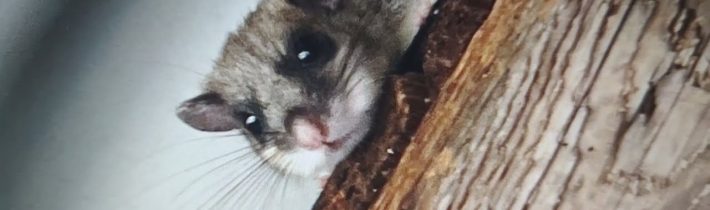 Usadili se nám pod střechou nezvaní, hluční a nečistotní nájemníci. Víte někdo, jak se jich zbavit?