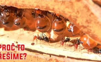 Antibakteriální medoví mravenci Aboridžinců – Proč to řešíme? #1705