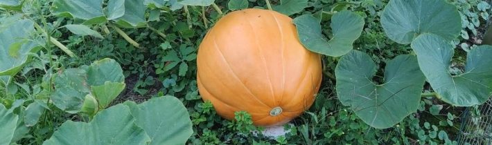 Z tohoto monstra (průměr 70 cm) se dá haloweenské strašidlo vyřezat jedině motorovou pilou…