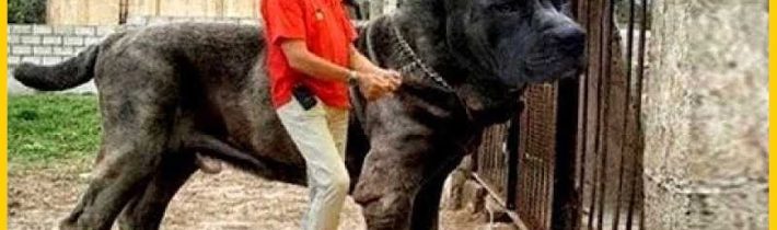 10 Nelegálních Psích Plemen