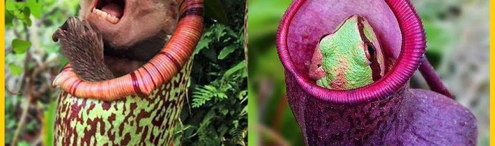 10 Nejnebezpečnějších Masožravek Které Pojídají Zvířata