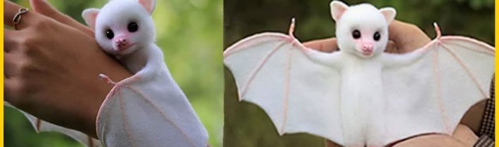 10 Roztomilých Exotických Zvířat, Které Můžete mít Jako Mazlíčka