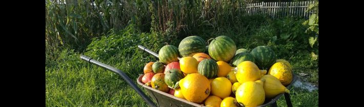 Potravinová soběstačnost – zdravé jídlo zdarma, nebo s nízkými náklady, bez obalů a téměř bez peněz.