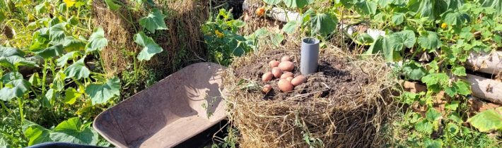 Potravinová soběstačnost – Sklizeň z bramborových věží