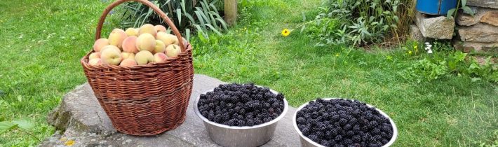 Potravinová soběstačnost – Sklízíme ovoce, zavařujeme a bouráme zdi a stropy námi vystavěných hranic