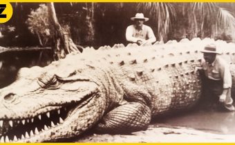 10 Největších Krokodýlů v Historii