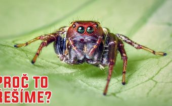 Mohou se pavouci naučit spolupracovat? – Proč to řešíme? #1521