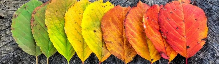 Dopoludnie na InfoVojne s Adrianom 8.11.2023