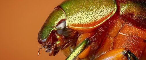 Brouk z žabího zadku – Kabinet Kuriozit