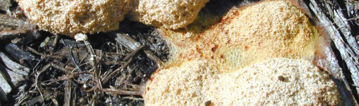 Neobyčejné Hlenky – Kabinet Kuriozit