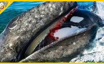 20 Případů, Kdy Si Mořští Živočichové Pohrávali Se Špatným Soupeřem