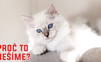 Tyhle kočky prý mají mimozemské geny od CIA! – Proč to řešíme? #1394