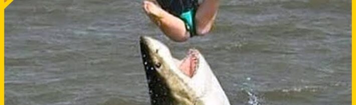 15 Nejděsivějších setkání se žralokem zachycených na kameru – Část 2