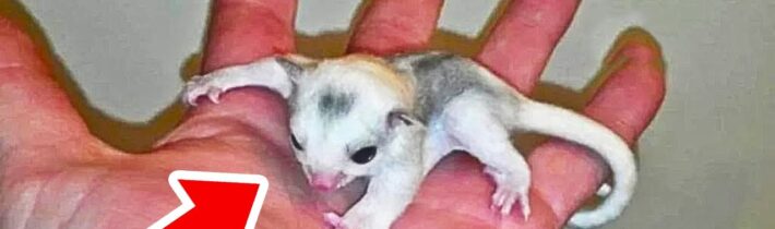 Muž našel podivné stvoření a přinesl ho domů. Kdyby věděl, co z něj vyroste…