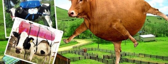 Francouzští zemědělci blokují zemi: Protesty v Německu. Na silnice vyrazili i kanadští kamioňáci. Probouzejí se i naši zemědělci. Podaří se jim zablokovat přístup do Prahy? Patnáct požadavků. Chceme rychle sjezd Komory! Že by..?