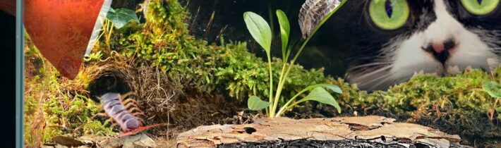 TERÁRIUM S IZOPODY – [PO 30 DNECH]