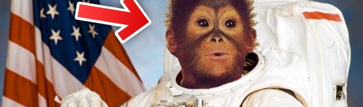 TOP 5 Neuvěřitelné Zvířecí Osudy