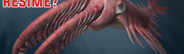 Fantastická zvířata a kdy je najít – Proč to řešíme? #1325