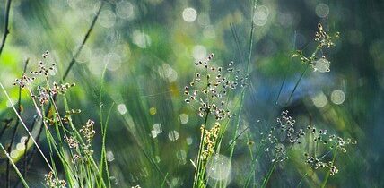 Za Rána, za Rosy » Belobog