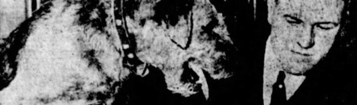 Pes, kterého soudili za kočkovraždu – Proč to řešíme? #1295