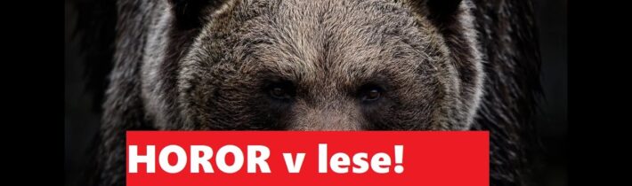 HOROR v lese. Stalo sa to znova. ŠOP reaguje