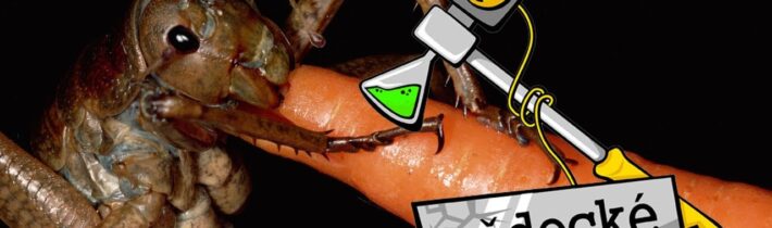 Proč už hmyz není tak velký? – Vědecké kladivo