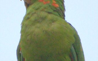 Papoušek s protézou zobáku – Kabinet Kuriozit