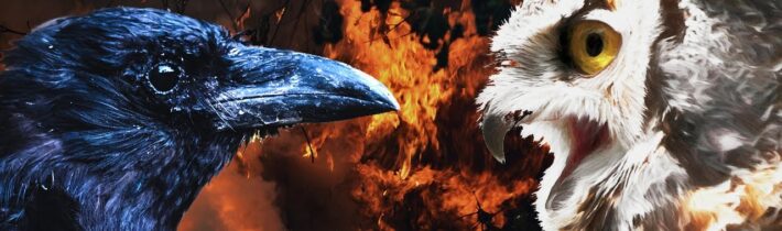 Vrány vs sovy: Ultimátní vzdušná šikana! – Proč to řešíme? #1150