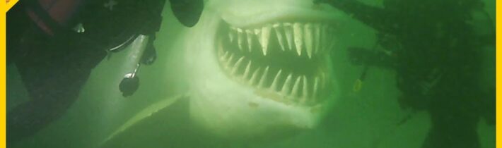 10 Děsivých Věcí Nalezených Potápěči