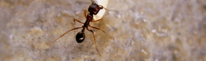 Mravenci si schovávají semínka na zimu