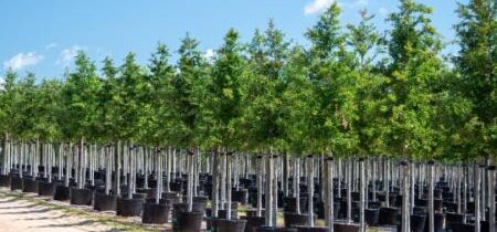 Trudeauova vláda priznáva, že cieľ vysadiť 2 miliardy stromov za 10 rokov je nereálny a zaostáva za plánom
