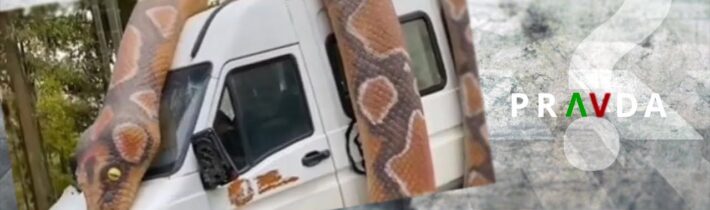 PRAVDA? – Obří had se pokusil sežrat auto