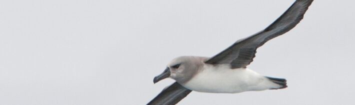 Albatrosí křídla – Kabinet Kuriozit