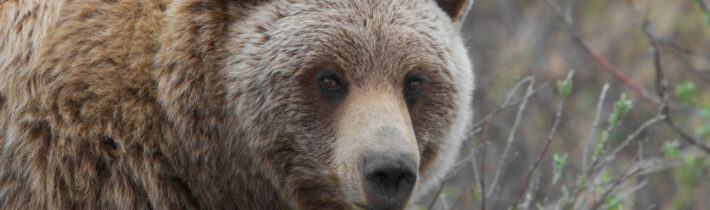 Oděv sibiřských lovců medvědů – Kabinet Kuriozit
