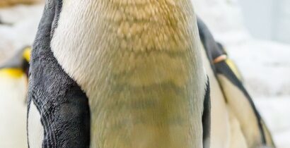 Tučňák vážící přes 150 kilo