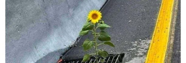 …  😇 Od Buka Do Buka – Korektne nekorektné MEME