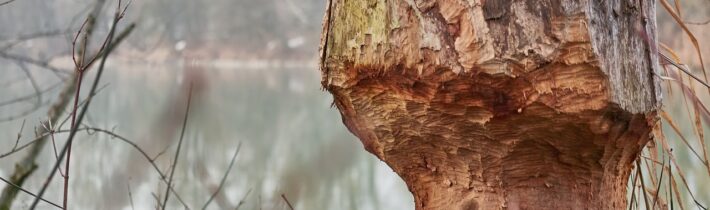 Bobří strom – Kabinet Kuriozit