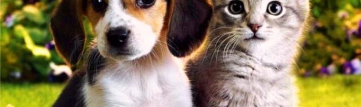 O imigrantech, co prý jedí psy a kočky |