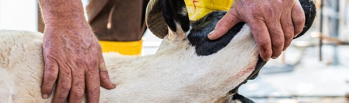 Podříznutí bez omráčení prý zvířata nebolí: Zemědělský výbor doporučil rozvolnit pravidla pro rituální porážky