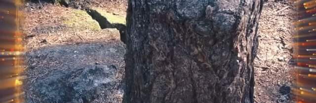 #pen #strom #zivot #zaujimavosti Novinky zo sveta VideoBlog