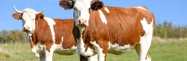 Dánsko stanovilo vysokou uhlíkovou daň z kravských prdů, bude platit od roku 2030