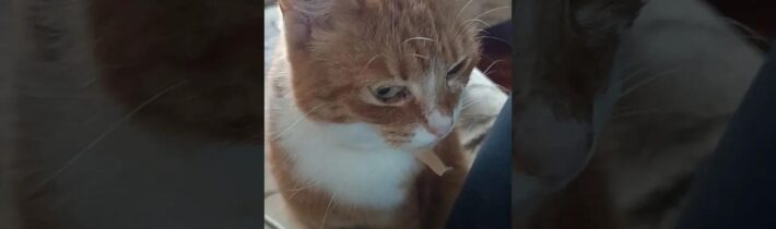 Naše slečna Físka