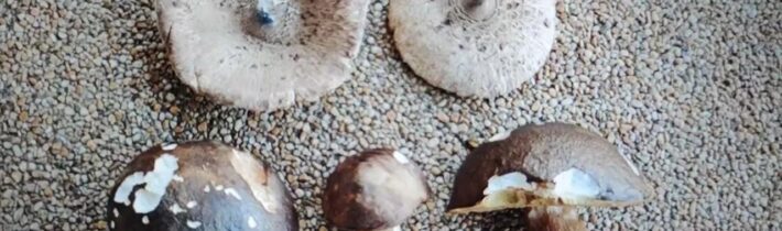 Nedělní ranní výlet na houby do bohatého lesa nad Karlštejn…