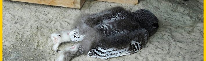 30 Podivných Zvířecích Jevů, Které Se Staly Na Zemi