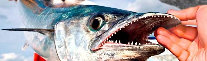 DOŠLO NÁM JÍDLO – NAŠE POSLEDNÍ VIDEO V NORSKU