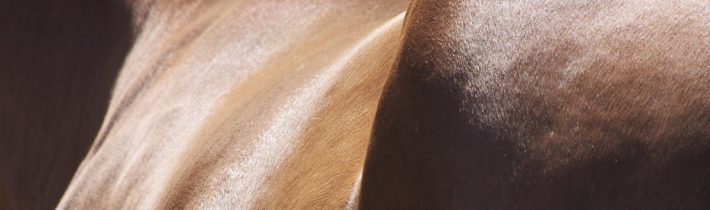 Koňské zadky a koleje – Kabinet Kuriozit