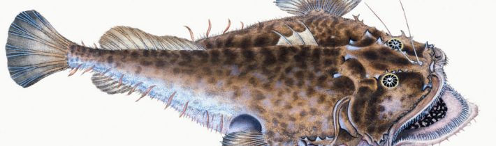 Parazitické páření – Kabinet Kuriozit