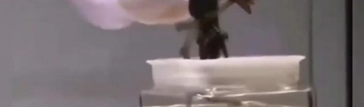 ❗️💥👊🏻✨🧚‍♀ ✨su medzi nami.. zahadna mala okridlena bytost 2