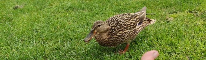 Velikonoční krmení kachen…