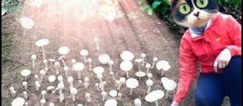 EXPERIMENT – JAK PĚSTOVAT DOMA HOUBY